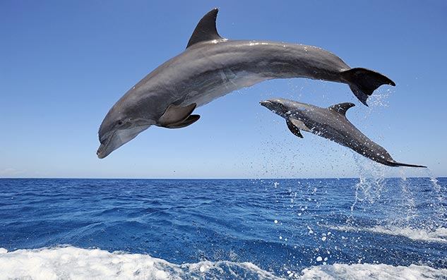 Fuengirola Sea Trips · bådtur