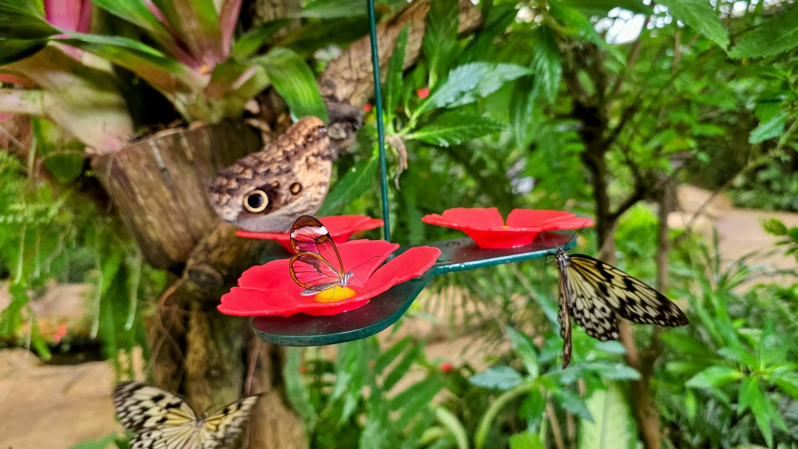 Mariposario de Benalmádena